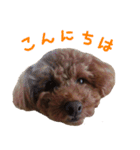 愛犬トイプードル（個別スタンプ：3）