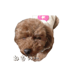 愛犬トイプードル（個別スタンプ：4）