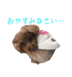 愛犬トイプードル（個別スタンプ：5）