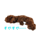 愛犬トイプードル（個別スタンプ：6）