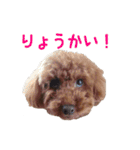 愛犬トイプードル（個別スタンプ：7）