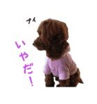愛犬トイプードル（個別スタンプ：8）