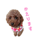 愛犬トイプードル（個別スタンプ：9）