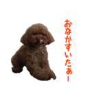 愛犬トイプードル（個別スタンプ：10）