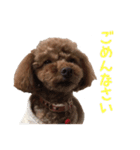 愛犬トイプードル（個別スタンプ：12）