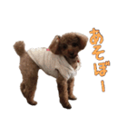 愛犬トイプードル（個別スタンプ：13）