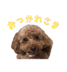 愛犬トイプードル（個別スタンプ：14）