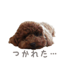 愛犬トイプードル（個別スタンプ：15）