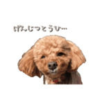 愛犬トイプードル（個別スタンプ：16）