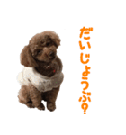 愛犬トイプードル（個別スタンプ：17）
