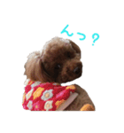 愛犬トイプードル（個別スタンプ：18）