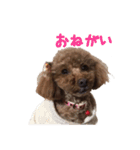 愛犬トイプードル（個別スタンプ：19）