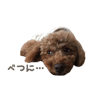 愛犬トイプードル（個別スタンプ：20）