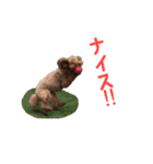 愛犬トイプードル（個別スタンプ：21）