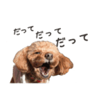 愛犬トイプードル（個別スタンプ：24）