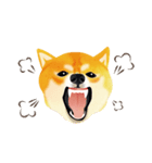 Shiba Inu Bui Sticker (E-VOL.1)（個別スタンプ：37）