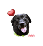 P. Black Labrador（個別スタンプ：1）