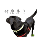 P. Black Labrador（個別スタンプ：3）