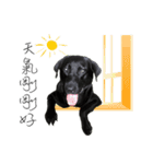 P. Black Labrador（個別スタンプ：5）