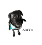 P. Black Labrador（個別スタンプ：6）