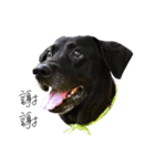 P. Black Labrador（個別スタンプ：7）
