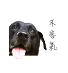 P. Black Labrador（個別スタンプ：9）