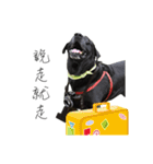 P. Black Labrador（個別スタンプ：10）