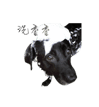 P. Black Labrador（個別スタンプ：11）