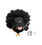 P. Black Labrador（個別スタンプ：12）