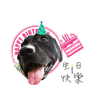P. Black Labrador（個別スタンプ：13）