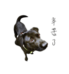 P. Black Labrador（個別スタンプ：14）
