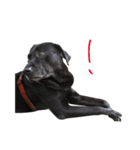 P. Black Labrador（個別スタンプ：15）