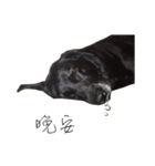 P. Black Labrador（個別スタンプ：16）