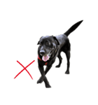 P. Black Labrador（個別スタンプ：17）