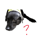 P. Black Labrador（個別スタンプ：18）