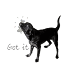 P. Black Labrador（個別スタンプ：19）