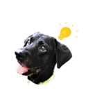P. Black Labrador（個別スタンプ：21）