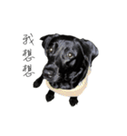 P. Black Labrador（個別スタンプ：23）