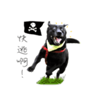 P. Black Labrador（個別スタンプ：24）
