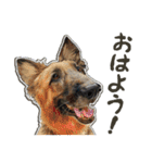 ぬのかわ犬猫病院スタンプ（個別スタンプ：1）