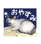 ぬのかわ犬猫病院スタンプ（個別スタンプ：2）