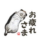ぬのかわ犬猫病院スタンプ（個別スタンプ：3）