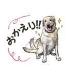 ぬのかわ犬猫病院スタンプ（個別スタンプ：6）
