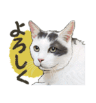 ぬのかわ犬猫病院スタンプ（個別スタンプ：7）
