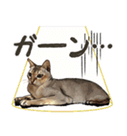 ぬのかわ犬猫病院スタンプ（個別スタンプ：11）