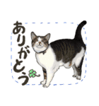 ぬのかわ犬猫病院スタンプ（個別スタンプ：12）
