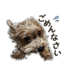 ぬのかわ犬猫病院スタンプ（個別スタンプ：13）