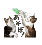 ぬのかわ犬猫病院スタンプ（個別スタンプ：15）