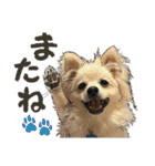 ぬのかわ犬猫病院スタンプ（個別スタンプ：16）