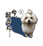 ぬのかわ犬猫病院スタンプ（個別スタンプ：17）